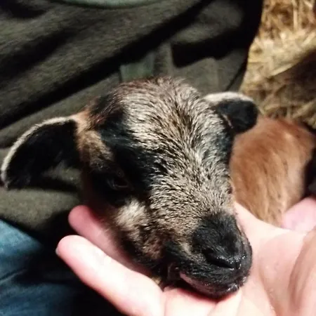 Appartement Muehlenhof-soderstorf-wohnung-f *