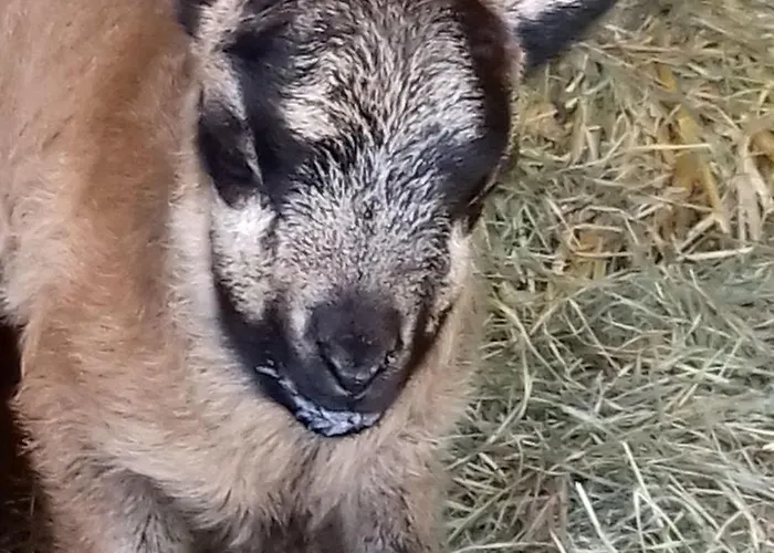 Muehlenhof-soderstorf-wohnung-f Appartement *